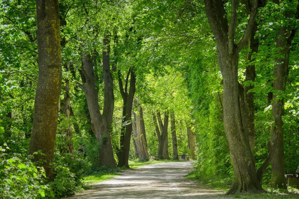 Caminho cimentado entre árvores de um bosque frondoso com um banco de madeira ao fundo, representando a introspecção durante a caminhada.